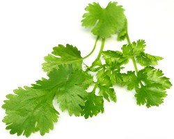 Coriander